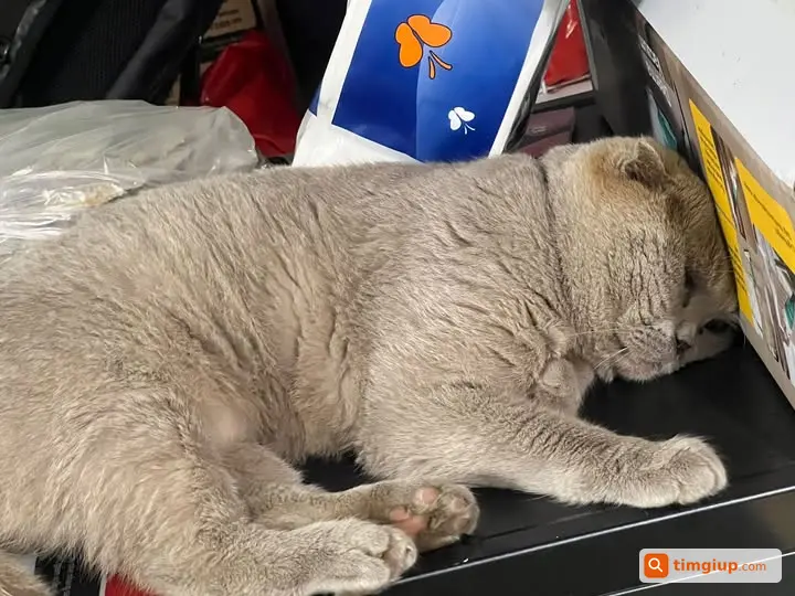 Mèo Aln Đực Màu Xám Thất Lạc Tại Đại Mỗ, Nam Từ Liêm