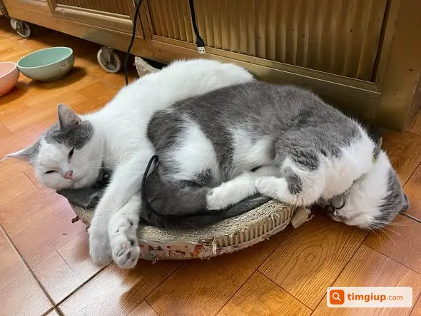 Mèo Trắng Loang Xám Tên Kem Thất Lạc Ở Cầu Diễn, Hà Nội
