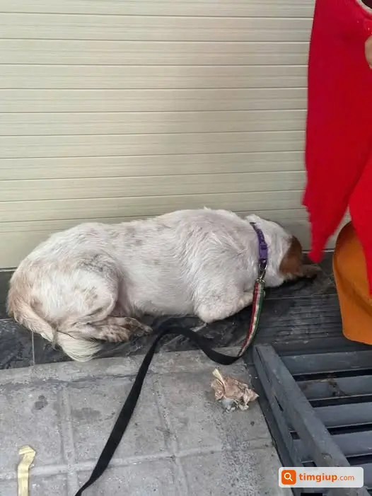 Tìm Chó Thất Lạc Khu Vực Bình Thới, Quận 11 Và Quận 6