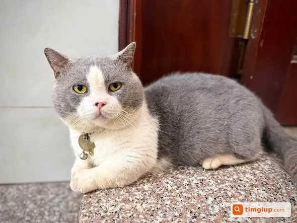 Mèo Anh Lông Ngắn Tên Bi Thất Lạc Tại Chợ Quảng Bị Cũ