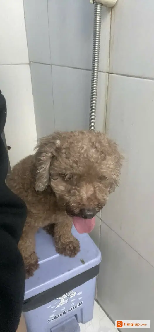 Poodle Nâu Chân Cao Thất Lạc Khu Vực Phan Anh, Tân Hòa Đông
