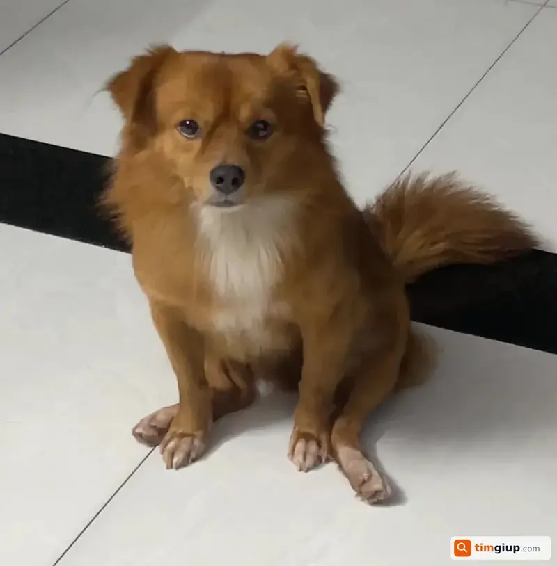 Tìm chó lạc tên Doi tại phường Phước Tân, Biên Hòa, Đồng Nai
