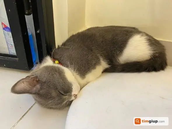 Tìm Mèo Thất Lạc Kitty Mèo Anh Lông Ngắn Tại Bình Tân, TP.HCM