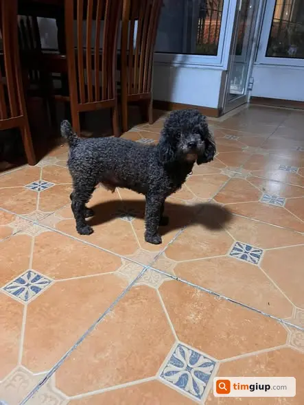 Tìm Chó Poodle Đen Giống Đực Tại Đường Đoàn Khuê, Long Biên