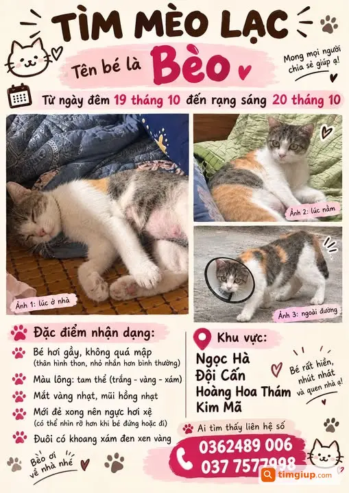 Tìm Mèo Thất Lạc Quanh Ngọc Hà, Đội Cấn, Hoàng Hoa Thám