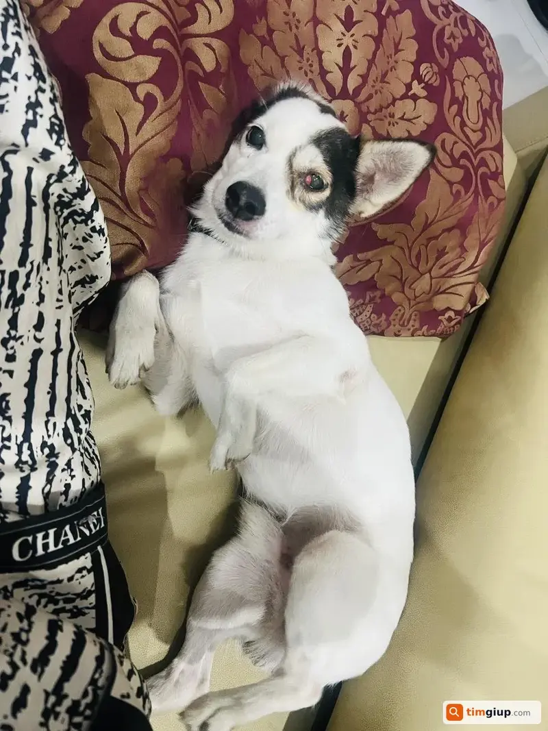 Tìm chú chó ta tên Thỏ thất lạc tại Quận Bình Thạnh, TP.HCM