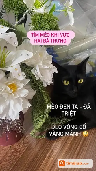 Tìm Mèo Đen Đã Triệt Sản Đeo Vòng Vàng Thất Lạc Khu Vực Hà Nội