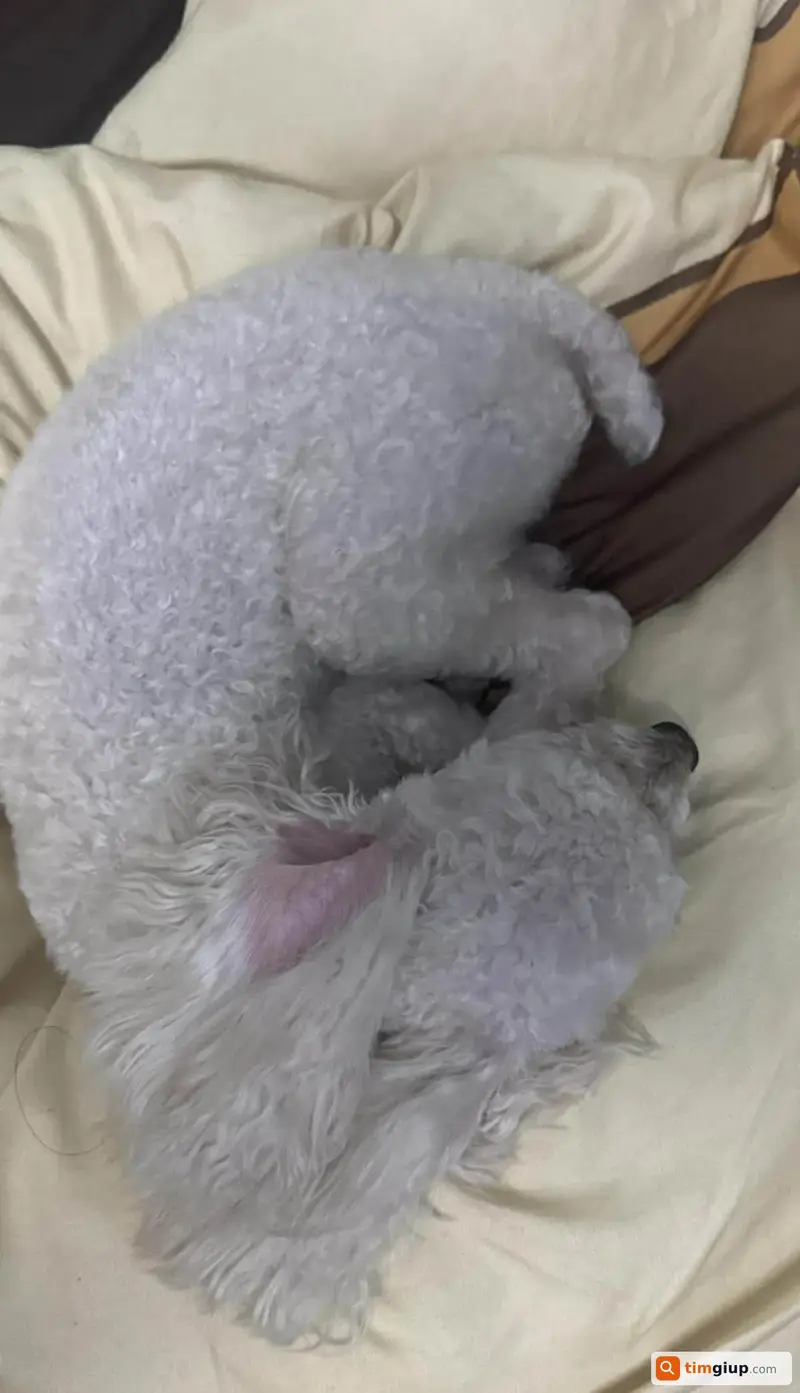 Tìm bé chó Poodle tên Bông thất lạc tại Quận Tân Phú, TP.HCM