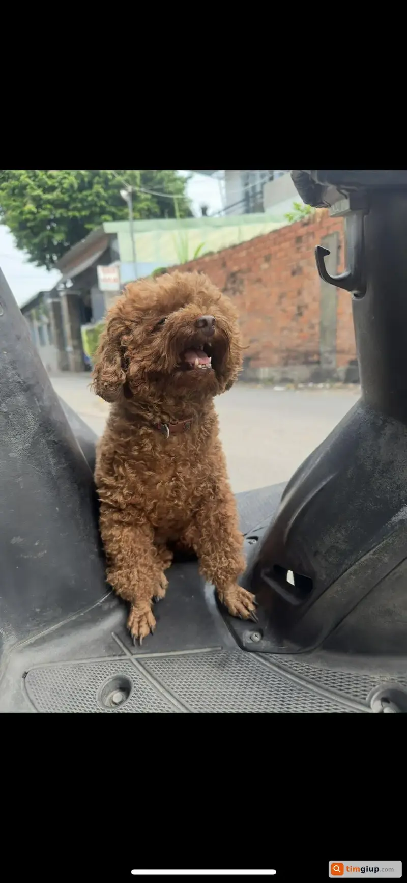 Tìm chú chó Poodle tên Happy thất lạc tại Hóc Môn, TP.HCM