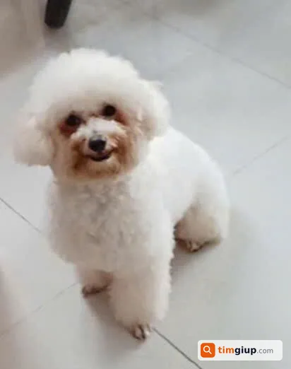 Tìm chó Poodle tên Bơ bị lạc tại TP. Mỹ Tho