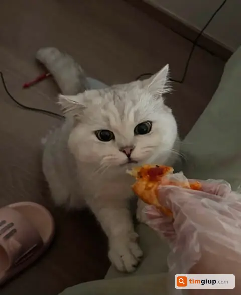 Tìm Chó Thất Lạc Khu Vực Phan Đình Phùng, Ba Đình, Hà Nội