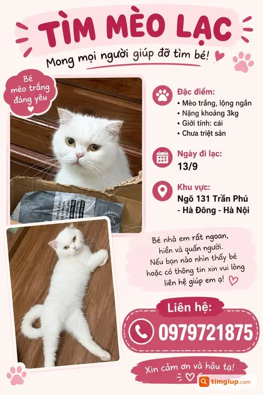 Mèo Đi Lạc Từ Sáng 13-9 Tại Hà Nội, Nhờ Tìm Giúp