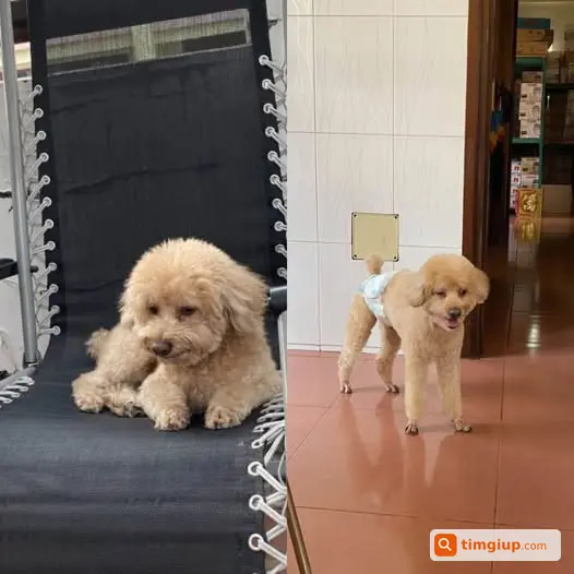 Poodle 5kg Thất Lạc Tại Chung Cư Carillon Hoàng Hoa Thám