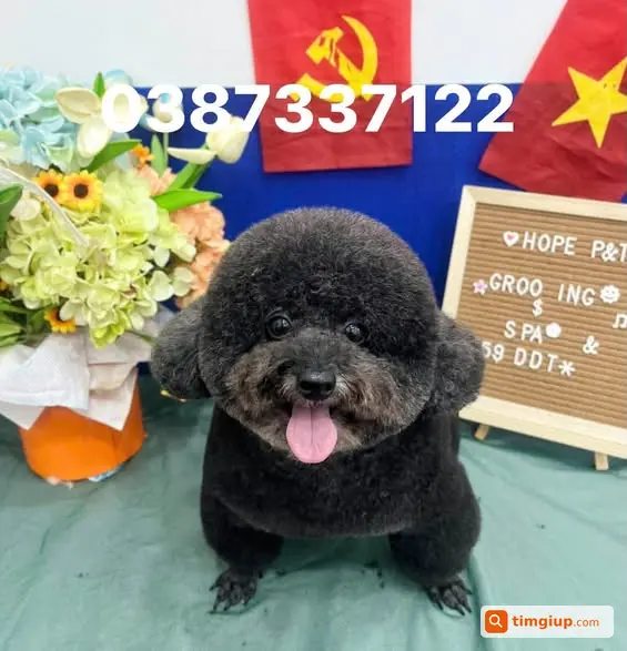 Chó Lông Đen 5kg Thất Lạc Gần Nghĩa Trang Đường Huỳnh Văn Tiết