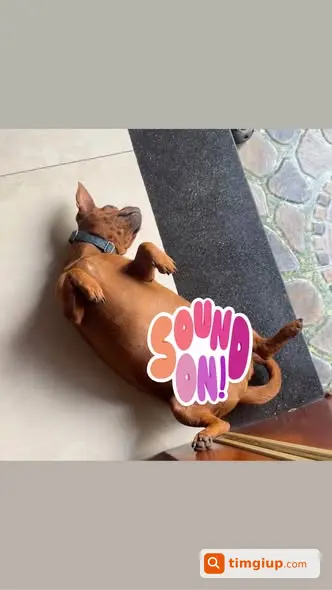 Chó Màu Nâu Thất Lạc Từ Tân Chánh Hiệp 10 Đến Tô Ký
