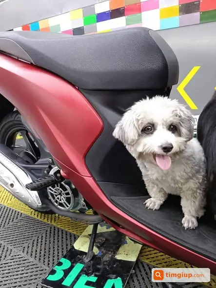 Poodle Trắng Xám Đen Thất Lạc Tại Đường Số 1 Lê Văn Thọ