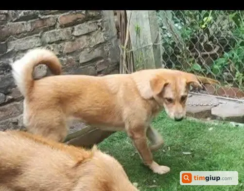 Tìm chó cái Vàng 8 tháng tuổi lạc tại Giang Biên, Hà Nội