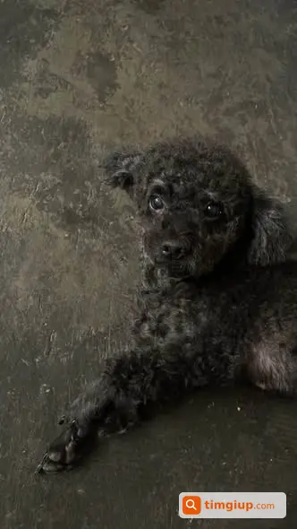 Tìm Chó Poodle Đen Tên Su Thất Lạc Sáng 14-10 Tại Phùng Khoang