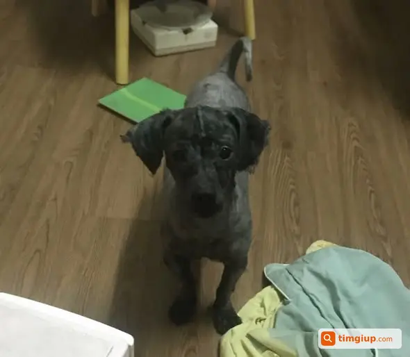Chó Poodle Đen Ghi Đi Lạc Tại 19 Lý Nam Đế, Hà Nội