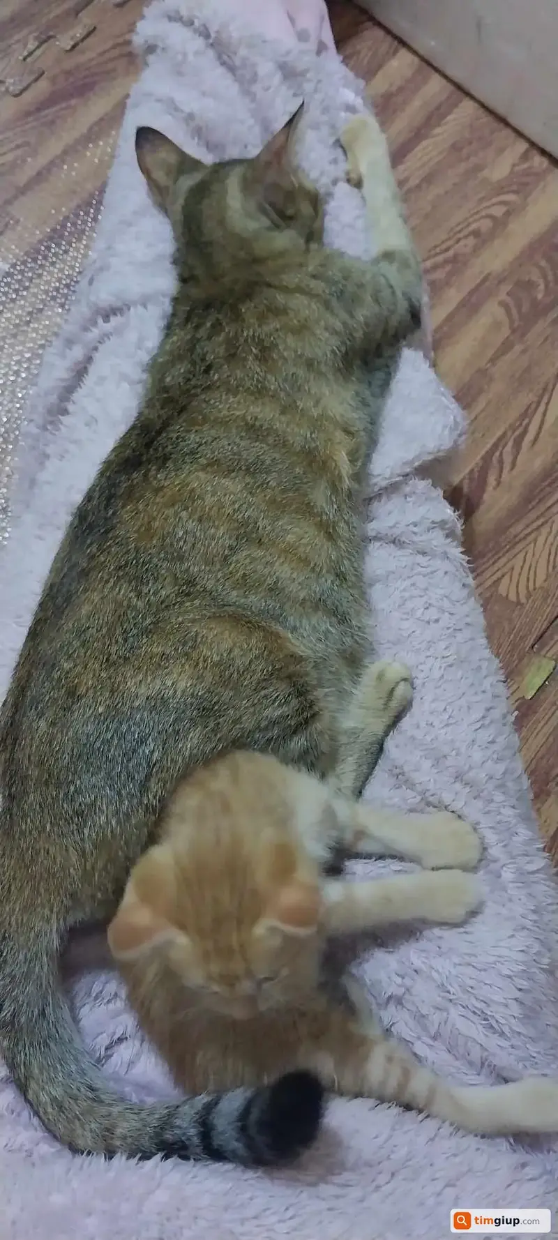 Ảnh 5
