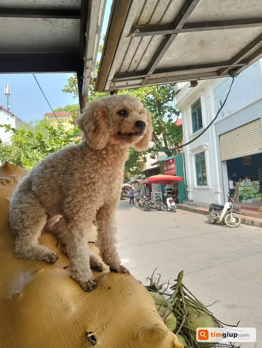 Tìm chó Cà Rốt lông màu kem thất lạc, có móng huyền chân sau
