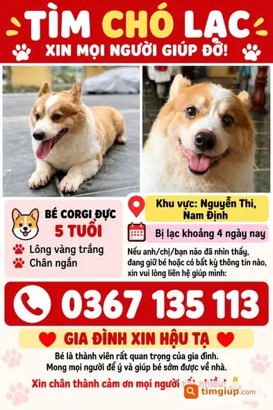 Corgi Đực 5 Tuổi Lạc Tại Nguyễn Thi, Nam Định