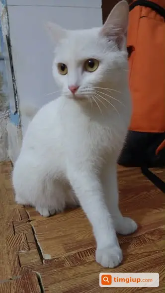 Ảnh 5