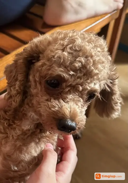 Chó Poodle Nâu Đi Lạc Ở Đường Đào Tấn, Hà Nội