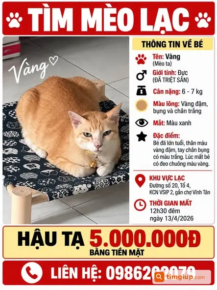 Mèo Vàng Lạc Tại KCN Vsip 2, Gần Chợ Vĩnh Tân