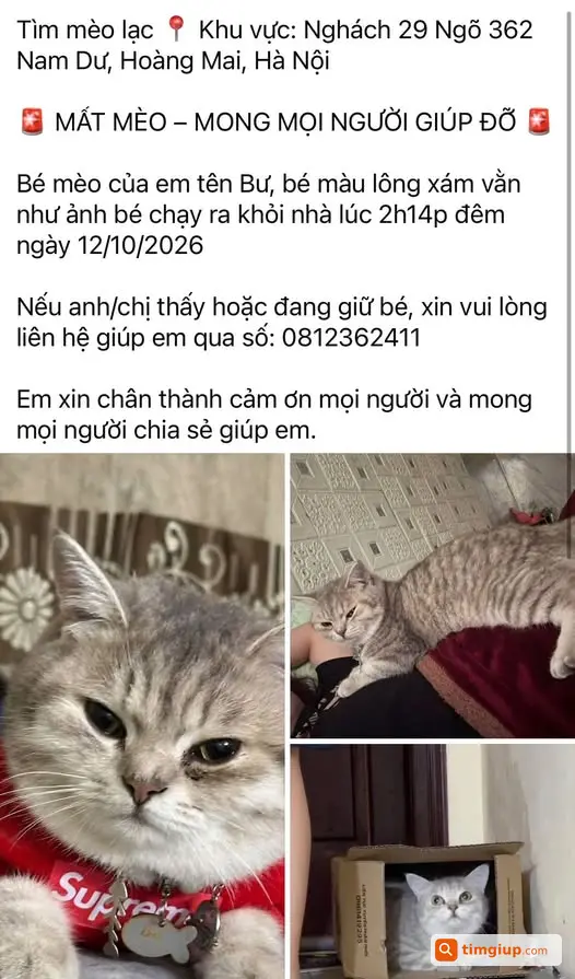 Tìm Mèo Thất Lạc Gần 3 Ngày Chưa Có Tin Tức, Mong Bé Bình An