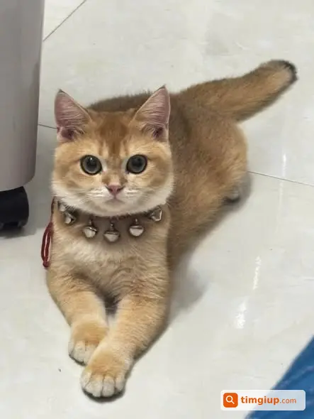 Mèo Aln Golden Không Vòng Cổ Lạc Tại Trần Quang Diệu, Bà Rịa