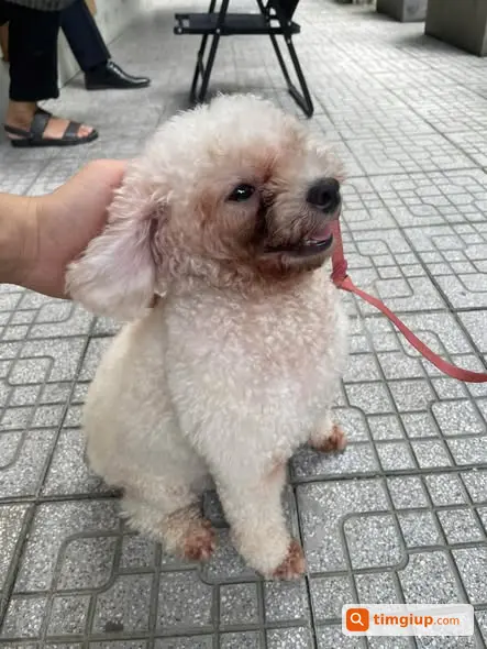 Poodle Nâu Sáng Đi Lạc Tại Tô Hiệu, Hà Đông Tìm Chủ
