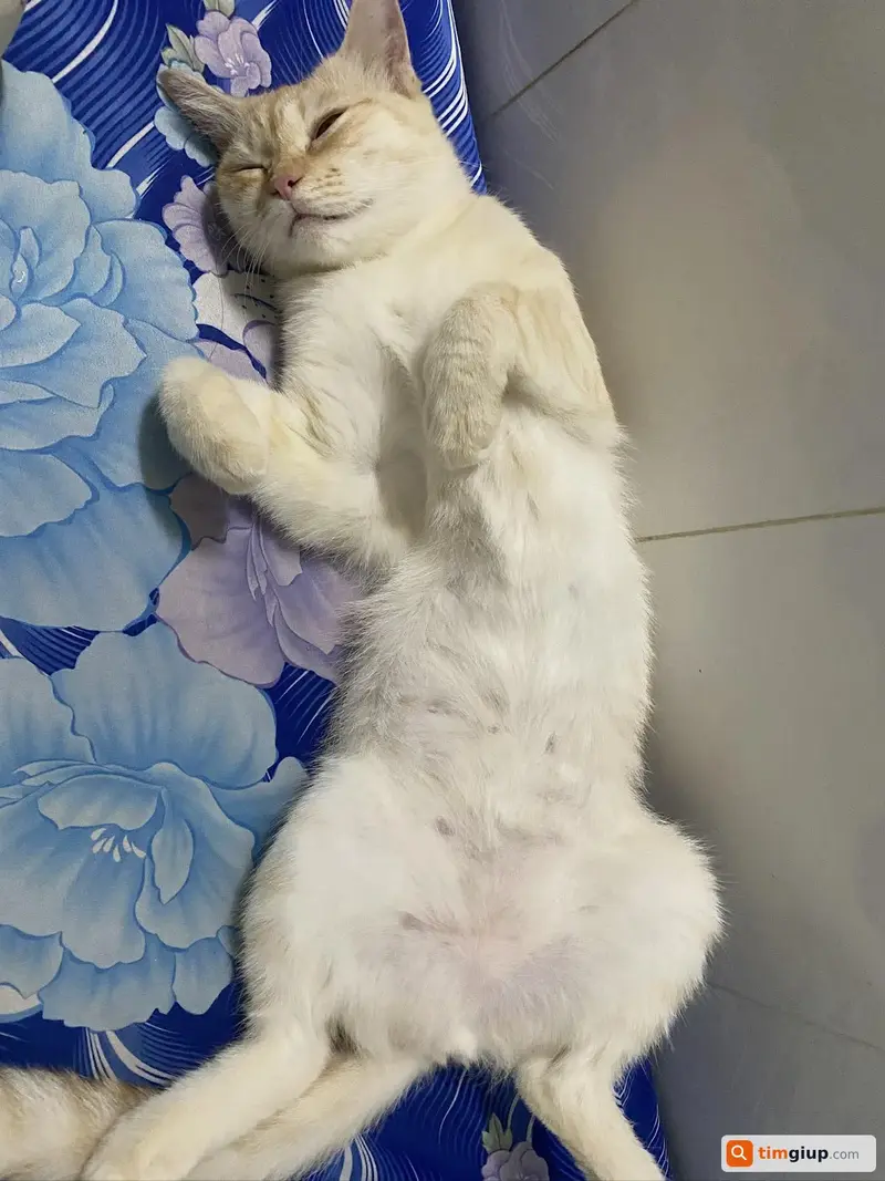 Ảnh 5