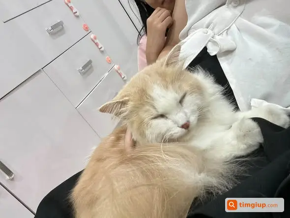 Mèo Cái Lông Cam Trắng Thất Lạc Tại Tây Nam Linh Đàm