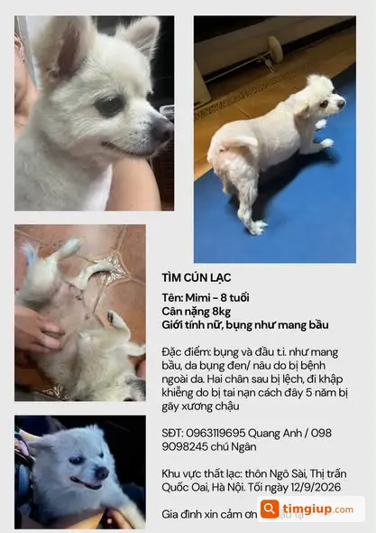 Chó Phốc Sóc Lai Nhật Tên Mimi Lạc Tại Quốc Oai, Hà Nội