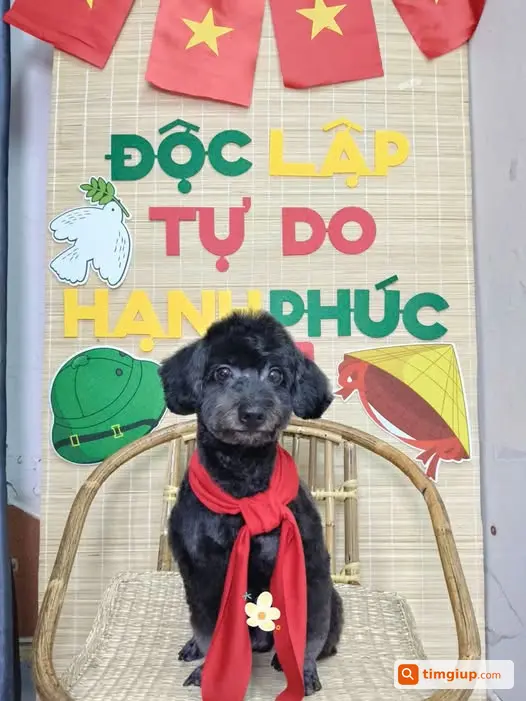 Tìm Chó Thất Lạc, Mong Người Nhìn Thấy Liên Hệ Giúp Đỡ