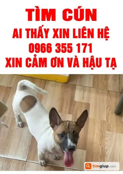 Tìm Thú Cưng Thất Lạc Bé Đực Khu Phú Thuận – Q7, TP.HCM