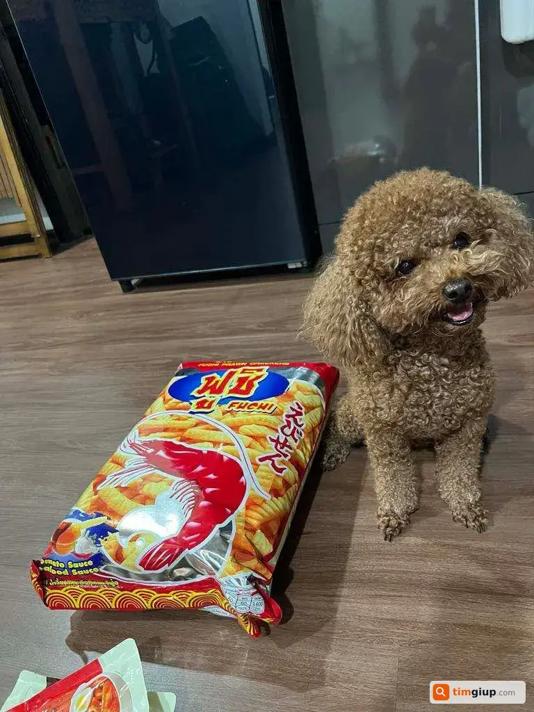 Tìm Chó Poodle Tên Gấu Thất Lạc Tại Trường Sa, TP.HCM
