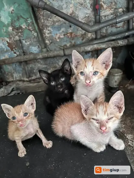 Tìm Chủ Nhận Nuôi 6 Bé Mèo Tại Quận 1, TP.HCM