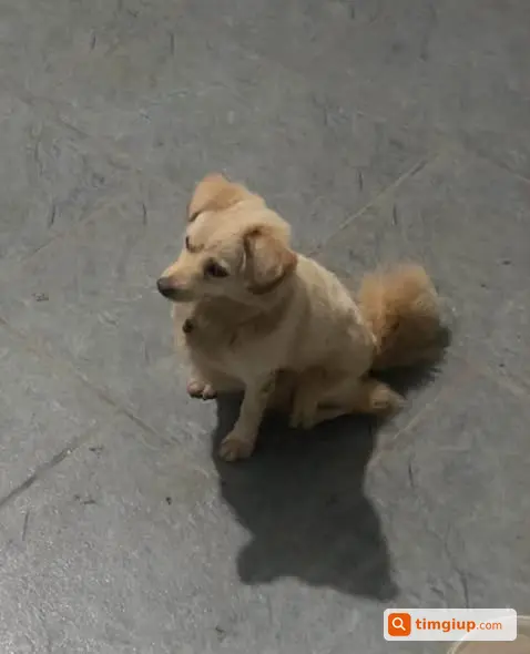 Poodle Vàng Be Thất Lạc Tại Ngõ 9 An Trai, Sơn Đồng, Hà Nội