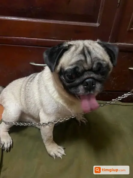 Tìm Chủ Mới Yêu Thương Chó Pug Tên Voi Thân Thiện, Không Nuôi Kinh Doanh
