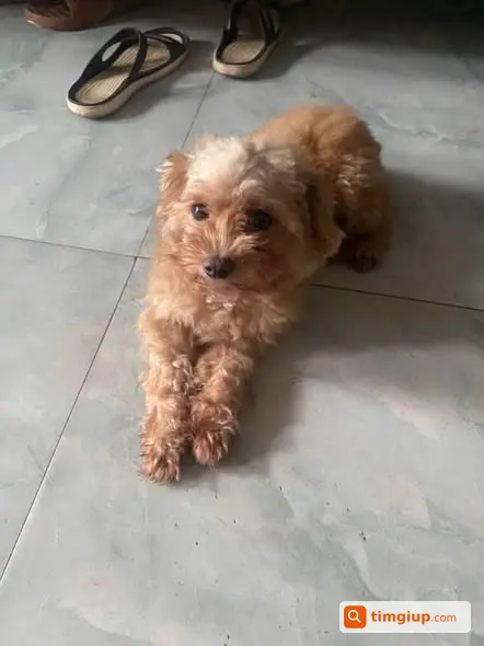 Chó Lu Màu Vàng Đi Lạc Tại Cẩm Khê, Phú Thọ Từ 04-07