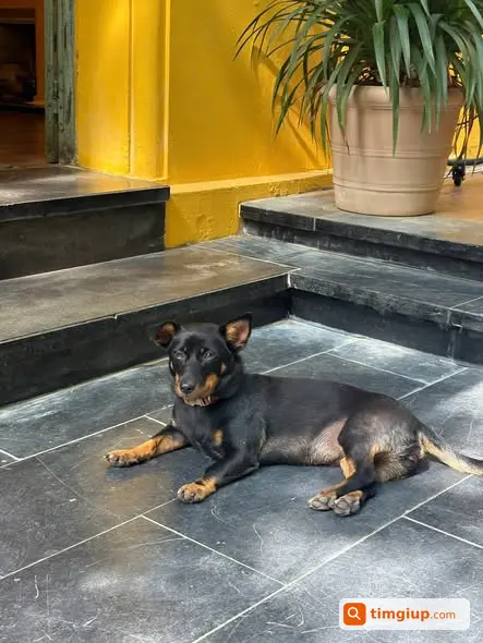 Bull Lạp Xưởng Lai Becgie Mất Tích Tại Vườn Hoa Quảng Khánh