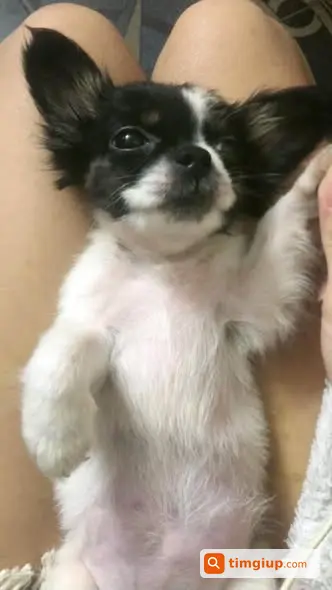 Chihuahua Nikki Lông Dài Trắng Đen Lạc Tại Tương Chúc