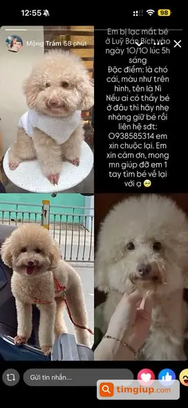 Chó Nì Bị Lạc Tại Đường Lũy Bán Bích, Quận Tân Phú