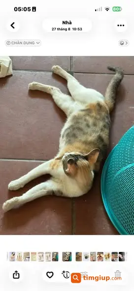Mèo Tam Thể Thất Lạc Hơn 10 Hôm Tại Phương Mai, Đống Đa