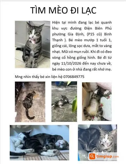 Mèo Mướp Đen Lông Sọc Dưa Thất Lạc Tại Điện Biên Phủ, Bình Thạnh