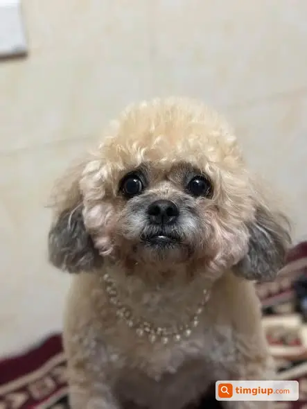 Poodle Lai Tép 6-7kg Thất Lạc Hướng Thọ Lão - Lĩnh Nam