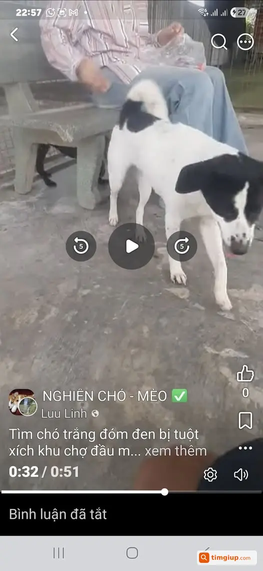 Chó Trắng Đốm Đen Thất Lạc Tại Chợ Đầu Mối Hóc Môn