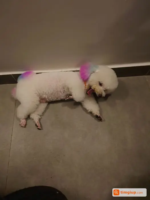 Chó Poodle Trắng Lạc Tại Hẻm 252 Phạm Văn Chiêu, Gò Vấp
